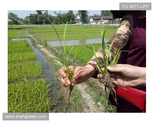 正大国际推动绿色农业发展的政策支持与实际行动总结